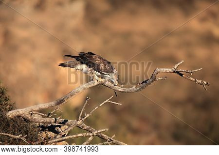 The Bonelli's Eagle (aquila Fasciata) On A Branch Cleans Beak With Brown Background.