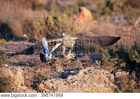 The Bonelli's Eagle (aquila Fasciata) Chasing Its Typical Prey - Bird, Pigeon. Hawk Eagle Chasing A 