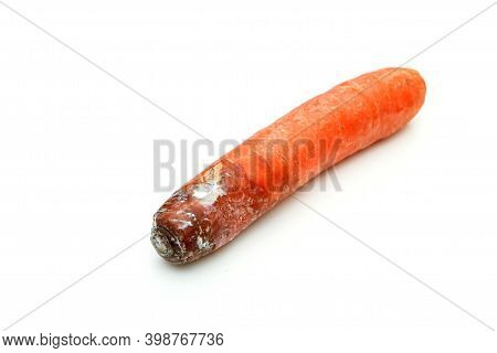One Mouldy Carrot. Rotten And Uneatable. Isolated On White Background.