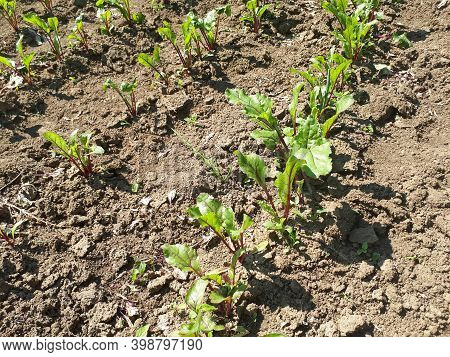 Leaf Of Beet Root. Fresh Green Leaves Of Beetroot Or Beet Root Seedling. Row Of Green Young Beet Lea