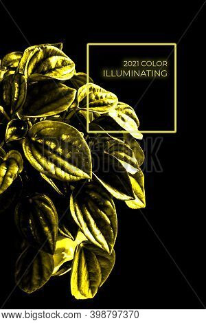 Yellow Color Of 2021 Year. Illuminating Textured Leaves With Contrast Light In The Night. Isolated P