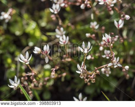 Blossom Flowers And Bud Of Saxifraga Umbrosa Or Urbium Close Up With Green Leaves , Selective Focus,