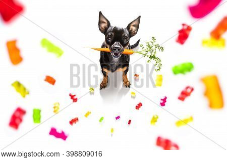 Prague Ratter Dog  Eating Sweet Candies And Chewing Bubble Gum, Isolated On White Background