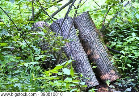Harvested Logs For Firewood In The Forest. Master Plan