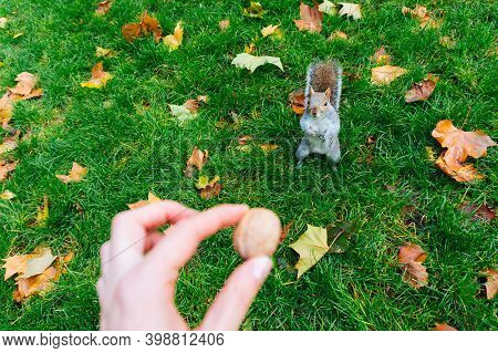 Cute Squirre Standing In Two Legs Is Begging For A Nut