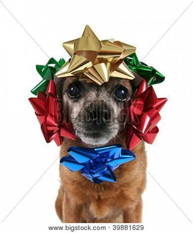 ein Chihuahua mit Bogen auf dem Kopf