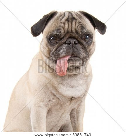 흰 배경에 고립 pug 개