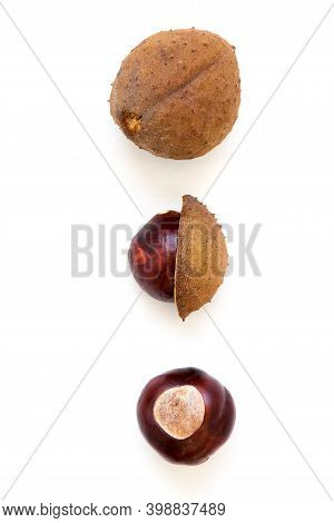 Buckeye Chestnut. Fresh Conkers Isolated On White Background With Copy Space.