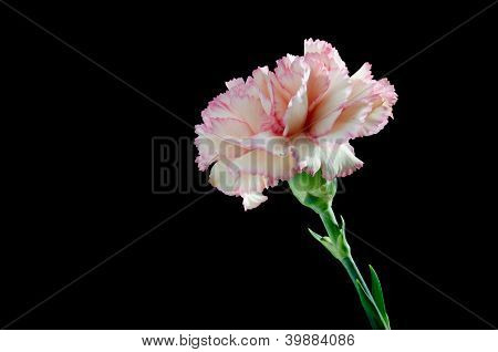 Růžový karafiát (dianthus Caryophyllus)