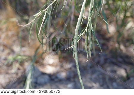 Green Immature Cylindrical Indehiscent Capsule Fruit Of Desert Willow, Chilopsis Linearis, Bignoniac
