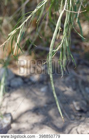 Green Immature Cylindrical Indehiscent Capsule Fruit Of Desert Willow, Chilopsis Linearis, Bignoniac