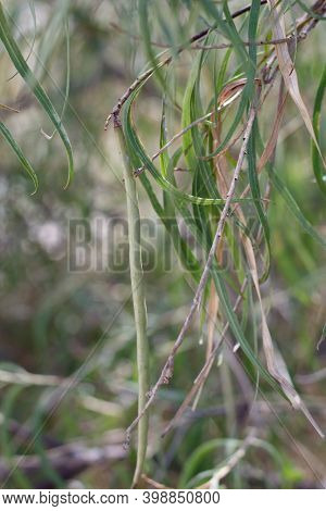 Green Immature Cylindrical Indehiscent Capsule Fruit Of Desert Willow, Chilopsis Linearis, Bignoniac