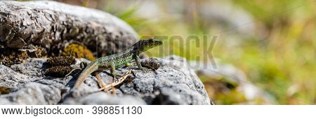 Green Lizard Sits On A Stone Under The Sun. The European Green Lizard Lacerta Viridis. Background Li