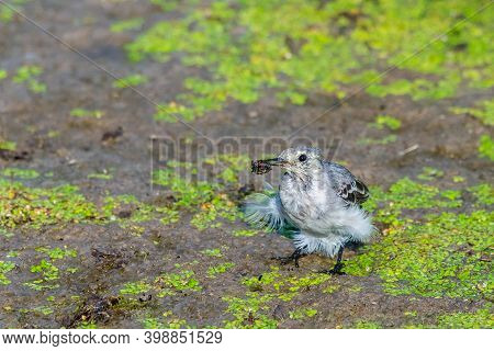 Juvenile White Wagtail Or Motacilla Alba Eats Botfly.