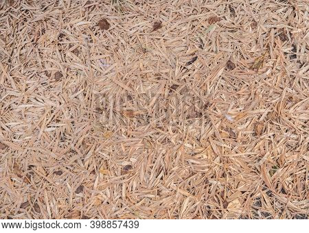 Dry Bamboo Leaves On The Forest Floor Ground Backdrop Droughty Background. Fall Foliage. Nature Land