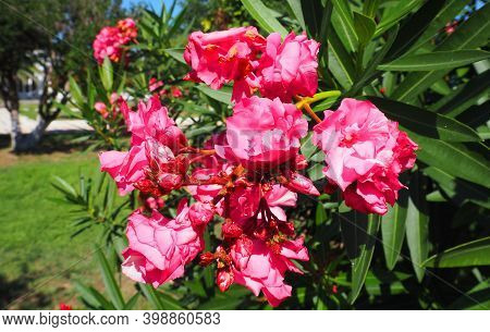 Nature And Flora Of The Republic Of Abkhazia. Beautiful Nature Of The Mediterranean.