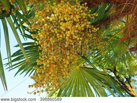 Nature And Flora Of The Republic Of Abkhazia. Beautiful Nature Of The Mediterranean.