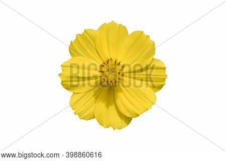 Beautiful Yellow Cosmos Flower (coreopsideae) Isolated On White Background. Object With Clipping Pat