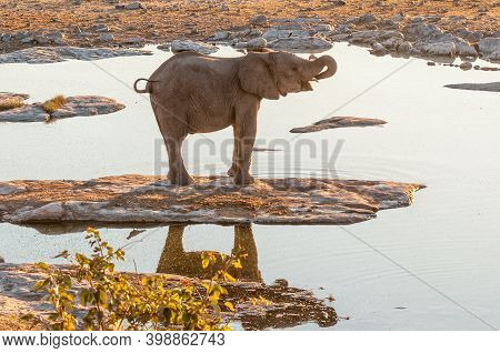 African Elephant At Sunset At The Halali Waterhole In Northern Namibia