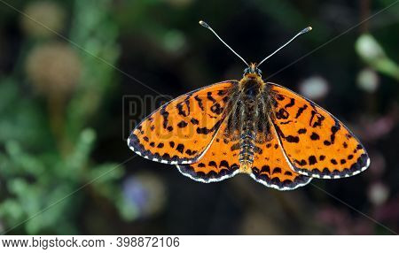 Colorful Red Butterfly On A Meadow.  Brush-footed Butterflies. Copy Spaces.