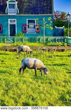 Mature Highbred Sheep Pasturing On Green Grass Outdoors. Vertical Image Composition