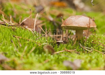 braune Haube Steinpilze