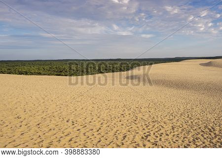 Forest Of Maritime Pine Tree, Pinus Pinaster, Next To The Dune Of Pilat, France