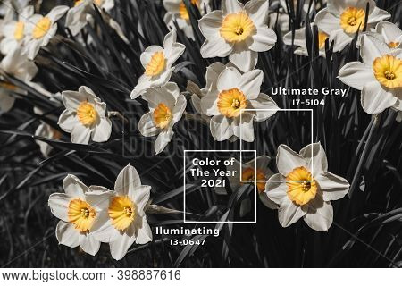 White Yellow Flowers Narcissus Background. Mother Day, Womans Day Greeting Card. Hello Summer Concep