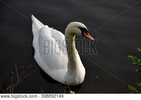 The Whooper Swan Is One Of The Largest Birds In The Czech Republic. He Has A Long, White Body With A