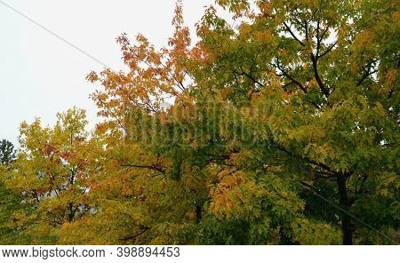 Morus. Creates A Large Crown. The Deep Green Leaves Are Quite Large, Irregular In Shape. In Autumn, 