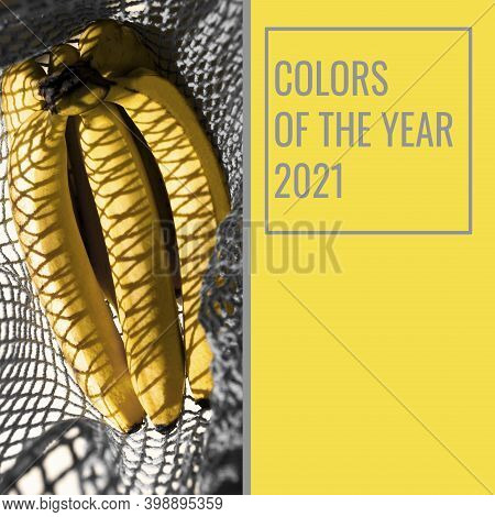 Yellow Bananas In Colors 2021, Trandy Color Palette Gray And Yellow. Fruits, Square Composition.