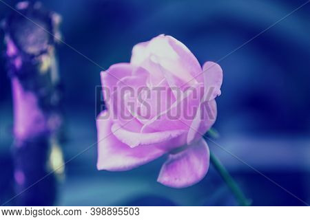 Pink Rose In A Garden Against The Blue Background. Blue Colored