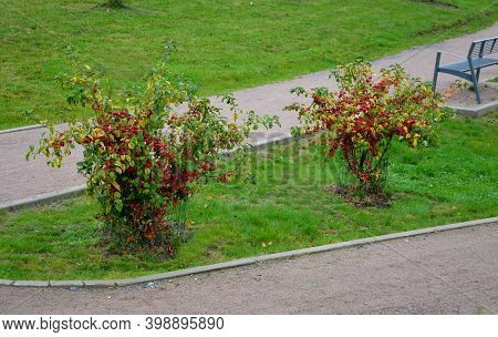 Ornamental Apple Trees In The Park On The Square Have The Shape Of Shrubs Branching Directly From Th