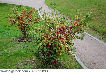 Ornamental Apple Trees In The Park On The Square Have The Shape Of Shrubs Branching Directly From Th