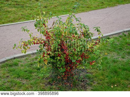 Ornamental Apple Trees In The Park On The Square Have The Shape Of Shrubs Branching Directly From Th