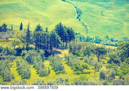 Beautiful Landscape, Spring Nature. View From Above Of Sunny Fields And Olive Plantation On Rolling 