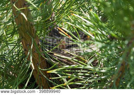 Young Chicks In A Nest On A Green Conifer In The Sun With Open Yellow Beaks Ask For Food And Wait Fo