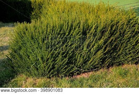 Taxus Baccata Is An Evergreen Conifer Suitable For Both Low And High Hedges. It Also Tolerates More 