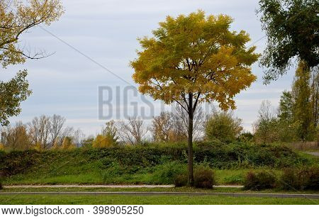 A Tree With An Airy Crown. This Cultivar Comes From The Netherlands. It Hardly Blooms, But It Is Fas