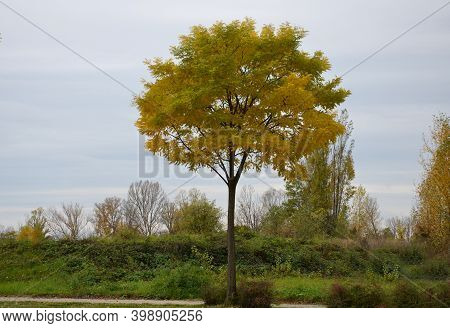 A Tree With An Airy Crown. This Cultivar Comes From The Netherlands. It Hardly Blooms, But It Is Fas