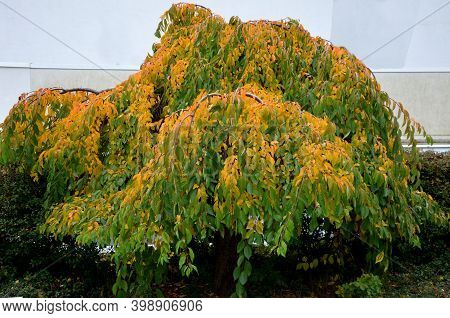 Deciduous, Medium-growing Tree With A Markedly Overhanging Crown. The Leaves Are Alternate, Shortly 