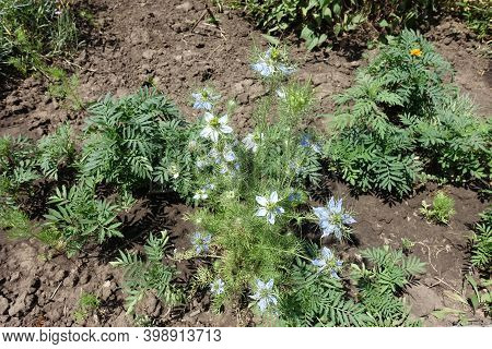Full Length View Of Nigella Damascena With Blue And White Flowers In June