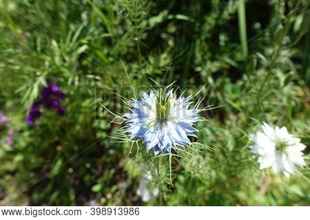 Pale Blue And White Flowers Of Nigella Damascena In June