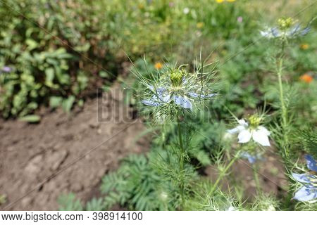 Side View Of Blue Flower Of Nigella Damascena In June
