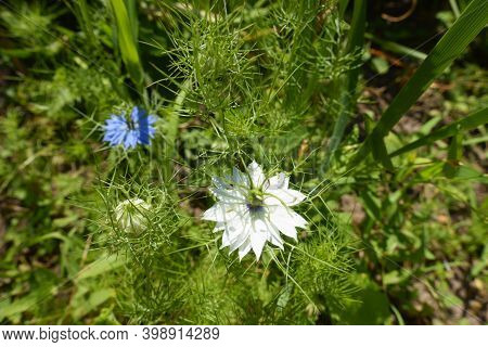 White And Blue Flowers Of Nigella Damascena In June