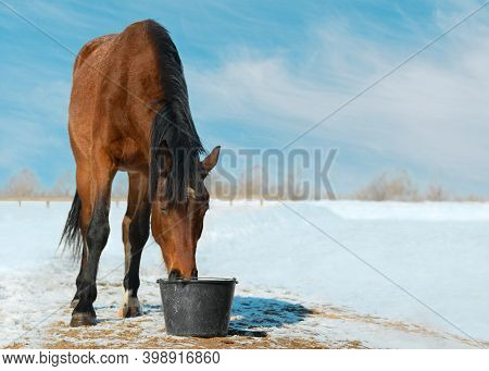 The Horse Is Drinking A Water From The Plastic Bucket On The Background Of The Snowy Landscape.