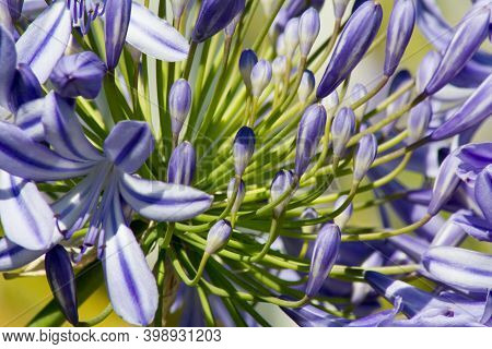 Blue Flowering Agapanthus In A Garden In Goettingen , Germany