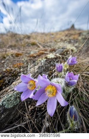 Pasque flower, National park Podyji, Southern Moravia, Czech Republic