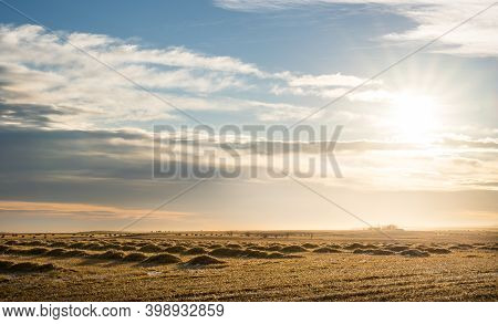 Farmland Straw Swaths Ready For Baling On The Canadian Prairies At Sunrise In Rocky View County Albe