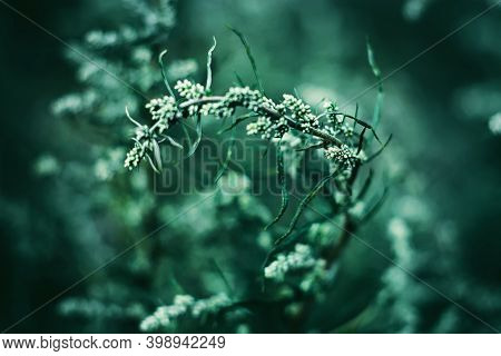 In The Dark Time, A Curved Branch Of Smelling Wild Wormwood Grows Among The Thickets Of Grass In The